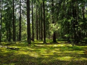 Das Licht der Welt erblicken – dein Leben beginnt