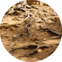 1:1 Healing für Kinder, Jugendliche (bis 20 Jahre) & Tiere